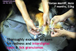 Young Tibetan Mastiff, male, 7m, tick infestation 2 days ago, itchy ears and interdigital cysts/granulomas, toapayohvets, singapore