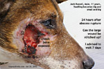 jack russell big facial swelling abscessed maxillary molar teeth toapayohvets singapore