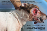 jack russell big facial swelling abscessed maxillary molar teeth toapayohvets singapore