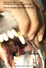 jack russell big facial swelling abscessed maxillary molar teeth toapayohvets singapore