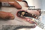 chattering chihuahua, male, 8 years. 19 teeth extracted, toapayohvets, singapore
