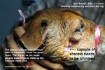 jack russell big facial swelling abscessed maxillary molar teeth toapayohvets singapore