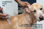 right eyelid twitching, droops, eyeball sunken, 3rd eyelid covers eye, fits, golden retriever, toapayohvets, singapore 