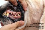 right eyelid twitching, droops, eyeball sunken, 3rd eyelid covers eye, fits, golden retriever, toapayohvets, singapore 
