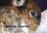 corneal ulceration in a 5-year-old rabbit, left eye. why? tooth abscess, other rabbit trauma, others, toapayohvets, singapore