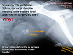urinary stones again despite home-cooked food diet. why? toapayohvets miniature schnauzer