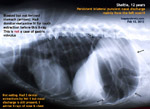 sheltie-12years-persistent-purulent-yellow-green-nasal-discharge-x-ray-toapayohvets-singapore.jpg