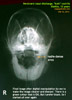 http://www.kongyuensing.com/cgi/20120213tn_sheltie-12years-persistent-purulent-yellow-green-nasal-discharge-x-ray-toapayohvets-singapore.jpg