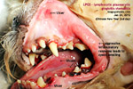 lymphocytic-plasmacytic-gingivitis-stomatitis-cat-drooling-toapayohvets-singapore.jpg