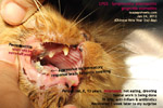 lymphocytic-plasmacytic-gingivitis-stomatitis-cat-drooling-toapayohvets-singapore.jpg