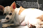 http://www.kongyuensing.com/cgi/20120222tn_chihuahua-ultrasound-2fetuses-dead-caesarean-no-pups-toapayohvets-singapore.jpg