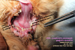 lymphocytic-plasmacytic-gingivitis-stomatitis-cat-drooling-toapayohvets-singapore.jpg