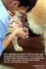 20120224bandaging-stifle-tumour-excision-wound-vet-golden-retriever-8years-toapayohvets.jpg