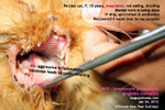 lymphocytic-plasmacytic-gingivitis-stomatitis-cat-drooling-toapayohvets-singapore.jpg