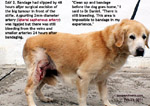 20120224bandaging-stifle-tumour-excision-wound-vet-golden-retriever-8years-toapayohvets.jpg