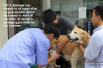 20120224bandaging-stifle-tumour-excision-wound-vet-golden-retriever-8years-toapayohvets.jpg