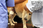 20120224bandaging-stifle-tumour-excision-wound-vet-golden-retriever-8years-toapayohvets.jpg