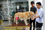 20120224bandaging-stifle-tumour-excision-wound-vet-golden-retriever-8years-toapayohvets.jpg