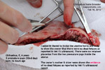 http://www.kongyuensing.com/cgi/20120228tn_chihuahua-6years-ultrasound-2fetuses-dead-caesarean-no-pups-toapayohvets-singapore.jpg