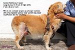 massive-tumour-stifle-golden-retriever-8-years-singapore-toapayohvets.jpg