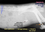 guinea-pig-no-haematuria-24hours-after-treatment-toapayohvets-singapore.jpg