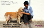 massive-tumour-stifle-golden-retriever-8-years-singapore-toapayohvets.jpg