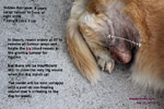 massive-tumour-stifle-golden-retriever-8-years-singapore-toapayohvets.jpg