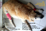 massive-tumour-stifle-golden-retriever-8-years-singapore-toapayohvets.jpg