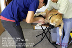 massive-tumour-stifle-golden-retriever-8-years-singapore-toapayohvets.jpg