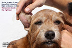 IV anaesthesia old terrier ear swelling, aural haematoma, toapayohvets, singapore