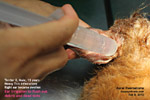 IV anaesthesia old terrier ear swelling, aural haematoma, toapayohvets, singapore