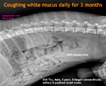 lymphoma-lymphosarcoma-shih-tzu-male-3-months-lymph-nodes-enlarged-couging-persistent-thin-toapayohvets