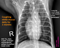 lymphoma-lymphosarcoma-shih-tzu-male-3-months-lymph-nodes-enlarged-couging-persistent-thin-toapayohvets