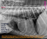 lymphoma-lymphosarcoma-shih-tzu-male-3-months-lymph-nodes-enlarged-couging-persistent-thin-toapayohvets