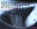 lymphoma-lymphosarcoma-shih-tzu-male-3-months-lymph-nodes-enlarged-couging-persistent-thin-toapayohvets