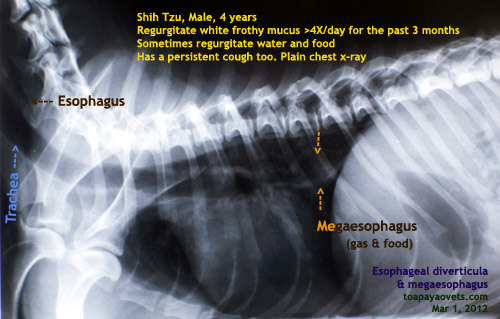 20100619dental Scaling Health Care Problems In Singapore