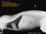 FlUTD-cat-gasping-Vet1-X-ray_45min-before-death-toapayohvets.jpg