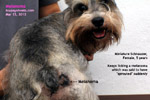 http://www.kongyuensing.com/cgi/20120312tn_melanoma-big-miniature-schnauzer-female-5years-toapayohvets-singapore.jpg