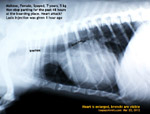 Panting-48hours-maltese-7years-xray-heart-enlarged-toapayohvets.jpg