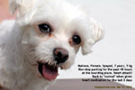 Panting-48hours-maltese-7years-xray-heart-enlarged-toapayohvets.jpg