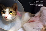 pyometra-young-cat-36hours-after-surgery-toapayohvets.jpg