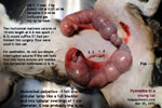 pyometra-cat-female-one-year-pus-vagina-1-month-toapayohvets.jpg