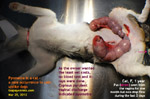 pyometra-cat-female-one-year-pus-vagina-1-month-toapayohvets.jpg