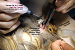 Electro-GP-trichoepithelioma/20120342tn_guinea-pig-male-3years-large-ear-tumour-electrosurgery-toapayohvets-zoletil-isoflurane.jpg