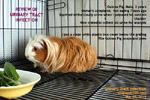 http://www.kongyuensing.com/cgi/20120346tn_guinea-pig-urine-collection-review-uti-7days-later-toapayohvets-singapore.jpg