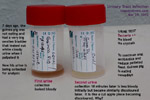 guinea-pig-urine-collection-review-uti-7days-later-toapayohvets-singapore