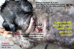 z-plasty-large-skin-above-neck-tumour-schnauzer-toapayohvets.jpg