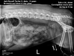 haematuria, old male Jack Russell Terrier X, urinary tract infection