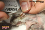 32-month-old dwarf hamster itchy ears - wax nodule deep inside 2 ears, toapayohvets, singapore