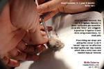 32-month-old dwarf hamster itchy ears - wax nodule deep inside 2 ears, toapayohvets, singapore